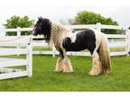 Loving-Pet Friendly Gypsy Vanner - TRADES ACCEPTED- OBO