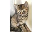 Adopt Lucy a Tabby, Calico
