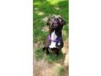 Adopt CHLOE- DOG AND KID FRIENDLY a Boxer, Labrador Retriever