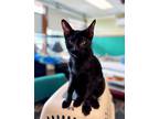 Adopt Cyan a Domestic Short Hair