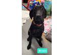 Adopt Bronte a Black and Tan Coonhound