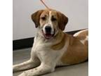 Adopt Josie a Foxhound