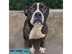 Adopt Ramona a Boxer, American Bully