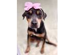 Adopt Minnie a Mountain Cur, Mixed Breed