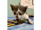 Adopt Portia - KITTEN a Domestic Short Hair