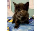 Adopt Poppy - KITTEN a Domestic Short Hair