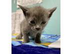 Adopt Piper - KITTEN a Domestic Short Hair