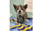 Adopt Phoebe - KITTEN a Domestic Short Hair