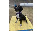 Adopt Abby a Bluetick Coonhound, Labrador Retriever
