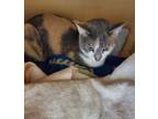 Adopt Katy a Calico, American Shorthair