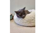 Adopt Ariana a American Shorthair, Russian Blue