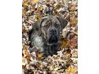 Adopt Darcy a Mastiff