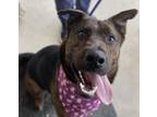 Adopt Susie a Dutch Shepherd, Pit Bull Terrier