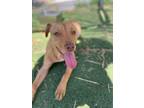 Adopt Violet a Staffordshire Bull Terrier