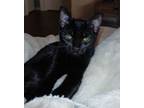 Adopt Kuromi Grey a Bombay, Domestic Short Hair
