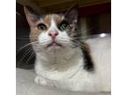 Adopt Leah a Domestic Short Hair