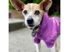 Adopt Carnie a Jack Russell Terrier