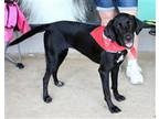 Adopt Halo a Labrador Retriever