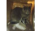 Adopt TAFFY a Russian Blue