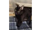 Adopt LICORICE a Domestic Short Hair