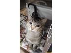 Adopt SNICKERS a Domestic Short Hair
