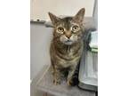 Adopt Bertha ~ Fully Sponsored Adoption! Front & Back Declawed) a Domestic Short