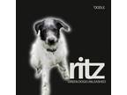 Adopt Ritz a Poodle