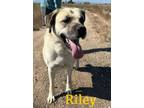 Adopt Riley a Anatolian Shepherd