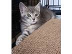 Adopt Gracie a Domestic Short Hair, Tabby