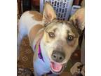 Adopt Erin's Luna a Lancashire Heeler, Husky