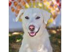 Adopt Nala 24-05-170 a Akbash