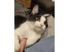 Adopt Tortellini a Domestic Short Hair
