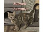 Adopt Salmon "Sammie" (bonded with Lizard "Lizzie") a Domestic Short Hair, Tabby