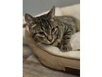 Adopt Lizard "Lizzie" (Bonded with Salmon) a Domestic Short Hair, Tabby