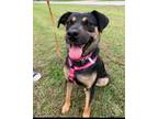 Adopt BooBoo a Terrier, Pug