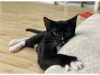 Adopt Weenie a American Shorthair