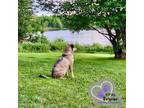 Adopt Willow (AKA Flower - AK Bird Litter) a Chow Chow, Labrador Retriever