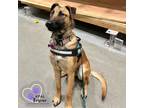 Adopt Butter Pecan - Ice Cream Litter a Mastiff, Mixed Breed