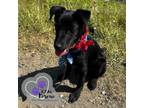Adopt Porsche - Vehicle Litter a Labrador Retriever, Pit Bull Terrier