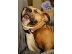 Adopt Apple a Pit Bull Terrier, Mixed Breed