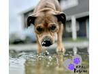 Adopt Roberta a Catahoula Leopard Dog, Pit Bull Terrier