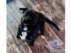 Adopt Pup Pup a Mixed Breed