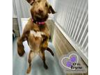 Adopt Fauna - Disney Litter a Rhodesian Ridgeback, Mixed Breed