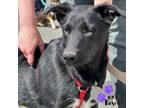 Adopt Lexus - Vehicle Litter a Labrador Retriever, Pit Bull Terrier