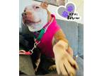 Adopt Ruby a Pit Bull Terrier