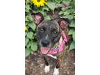Adopt Carly a Pit Bull Terrier, Mixed Breed