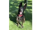 Adopt Paloma - Located in Florida a Dutch Shepherd