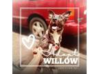 Adopt Willow a Pit Bull Terrier, Black Labrador Retriever