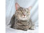 Adopt Muffin a Domestic Short Hair