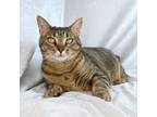 Adopt Crumpet a Manx, Domestic Short Hair